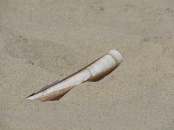 shell on sand