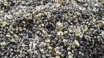 many seashells close up