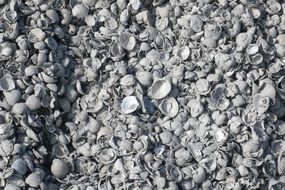white seashells on a sandy beach