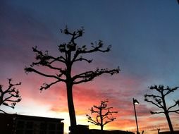 dry trees on a background of pink sunset