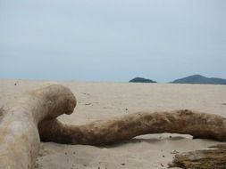 two snags on a sandy beach