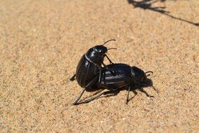 Black cockroaches