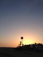 silhouettes of palm trees at dusk against the sky