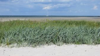 landscape of grassed dune near the baltic sea