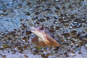 colorful exotic fish