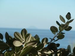 green leaves of a plant against the sea