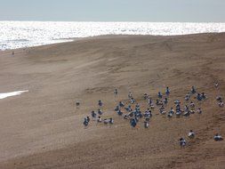 top view of seagulls on a sandy beach