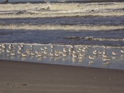 many seagulls on the coastline on ameland