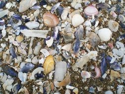 seashells on the beach near the sea