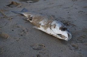 fish lies on the beach