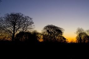 silhouettes of huge trees on the background of a bright sunset