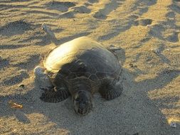 turtle on sand beach