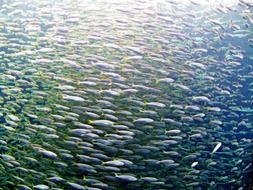 flock of sea fish