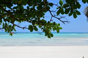 green trees on a tropical beach