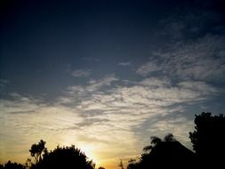 incomparable sunset yellow