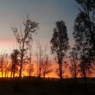 trees at orange twilight