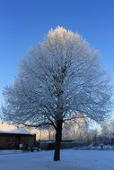 beautiful frosted tree at winter sunset