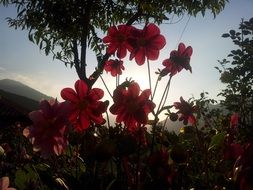 Red flowers at the backlight