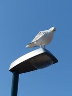 photo of white seagull on a street lamp