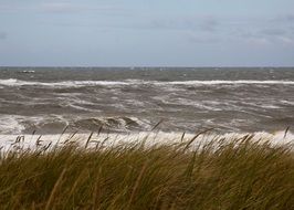green grass near the north sea