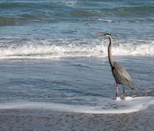 infinitely beautiful florida bird
