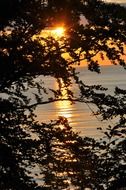 sunset above sea through dark branches