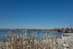 dry reed on the shore of Lake Constance