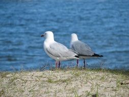 white grey seagull bird