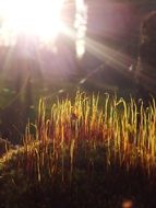 green sprouts under the orange rays of the sun