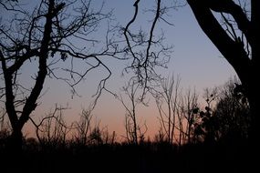 trees at dusk on a colorful sunset