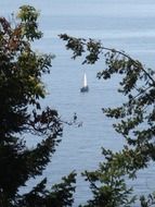 sailboat in the calm sea