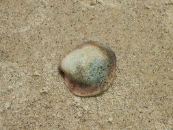 closeup view of seashell on a sand beach