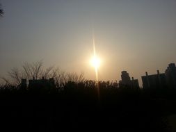 sun glow over trees