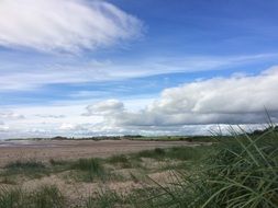 tall grass on sand beach, uk, england, northumberland, alnmouth