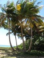puerto rico palm