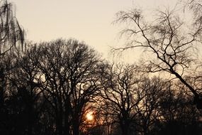 orange setting sun in the silhouettes of trees