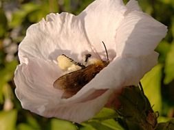 Insect in hibiscus flower