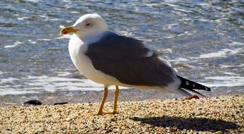 unusual beauty seagull bird