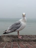 ravishing seagull, netherlands