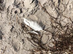 white feather on sand beach