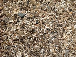 seashells and pebbles, beach background