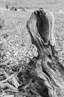 dry tree on a pebble beach by the ocean