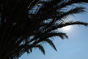 palm trees at the backlight