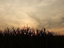 landscape of the undoubtedly beautiful sunset