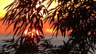 silhouette leaves tree sunset