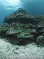 green coral reef underwater