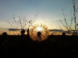 Sunset on the field