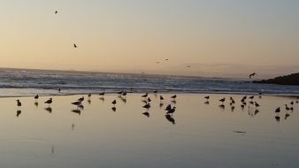 landscape of wild seagulls on the seashore in the water