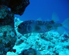 fish near the reef in the ocean