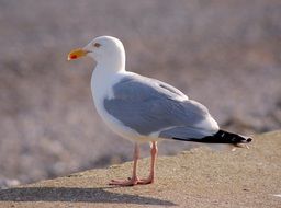 Seagull on coast